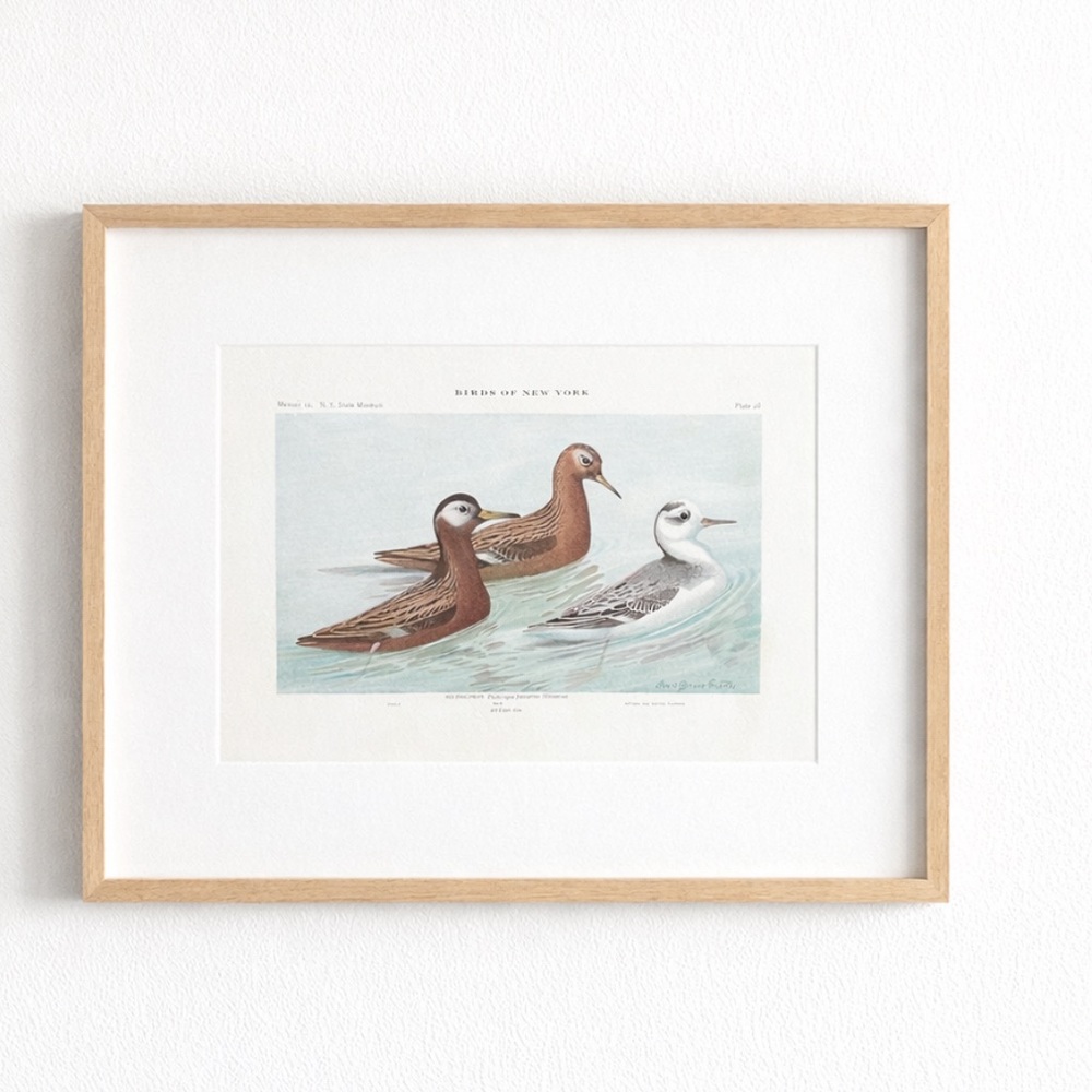 🖤5/$25 🖤 Antique Ornithological Bird Print Original
